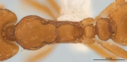 Strumigenys denticulata - ANTWEB1053240