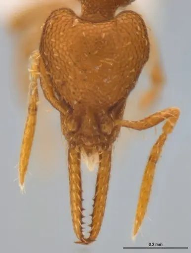 Strumigenys denticulata - ANTWEB1053240