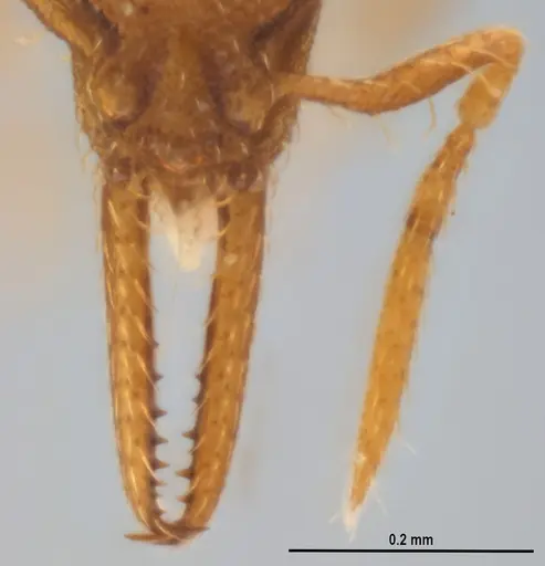 Strumigenys denticulata - ANTWEB1053240