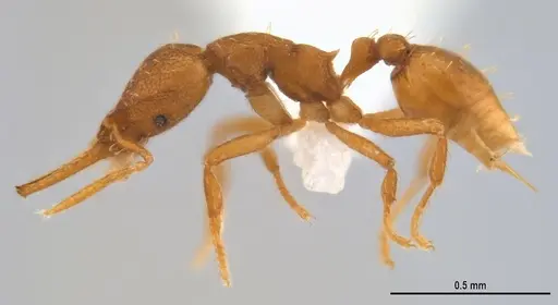 Strumigenys denticulata - ANTWEB1053240