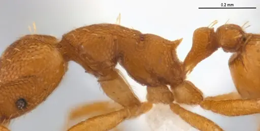 Strumigenys denticulata - ANTWEB1053240