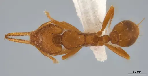 Strumigenys denticulata - ANTWEB1053241