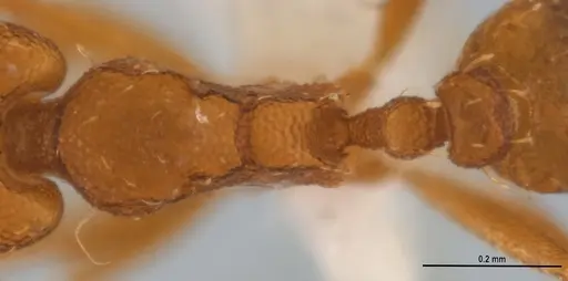 Strumigenys denticulata - ANTWEB1053241