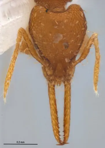 Strumigenys denticulata - ANTWEB1053241