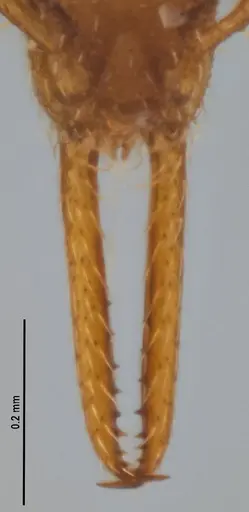 Strumigenys denticulata - ANTWEB1053241