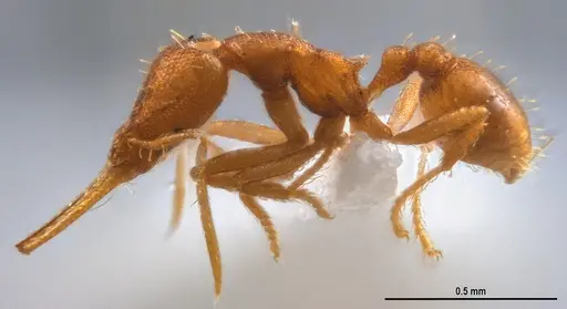 Strumigenys denticulata - ANTWEB1053241