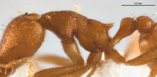 Strumigenys denticulata - ANTWEB1053241