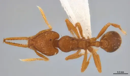 Strumigenys denticulata - ANTWEB1053277