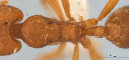 Strumigenys denticulata - ANTWEB1053277