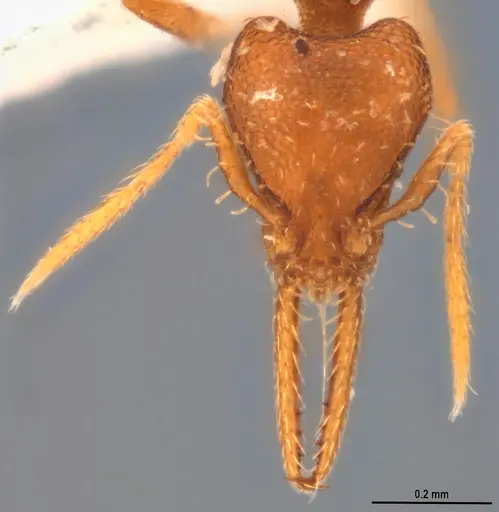 Strumigenys denticulata - ANTWEB1053277