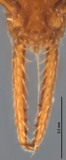 Strumigenys denticulata - ANTWEB1053277