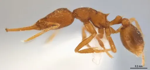 Strumigenys denticulata - ANTWEB1053277