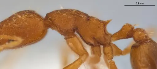 Strumigenys denticulata - ANTWEB1053277