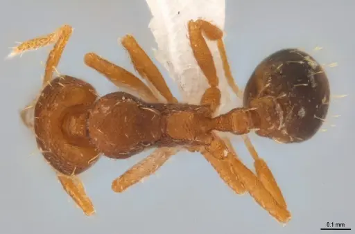 Strumigenys denticulata - ANTWEB1053278