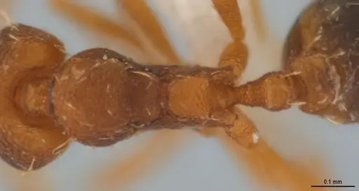 Strumigenys denticulata - ANTWEB1053278