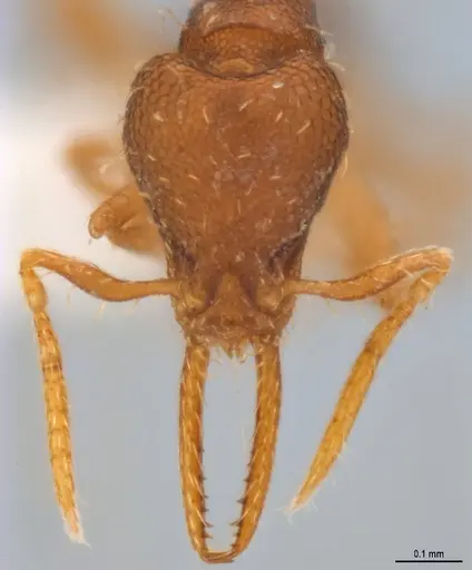 Strumigenys denticulata - ANTWEB1053278