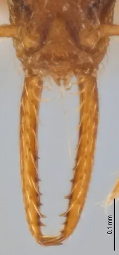 Strumigenys denticulata - ANTWEB1053278