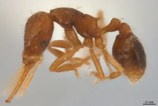 Strumigenys denticulata - ANTWEB1053278