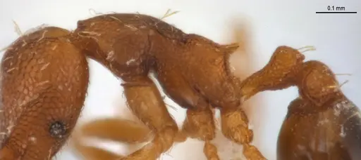 Strumigenys denticulata - ANTWEB1053278