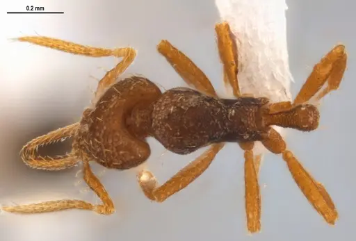 Strumigenys denticulata - ANTWEB1053280