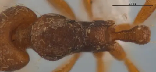 Strumigenys denticulata - ANTWEB1053280