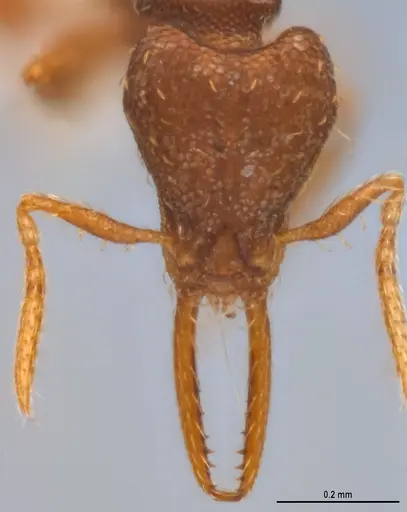 Strumigenys denticulata - ANTWEB1053280