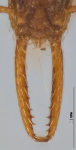 Strumigenys denticulata - ANTWEB1053280