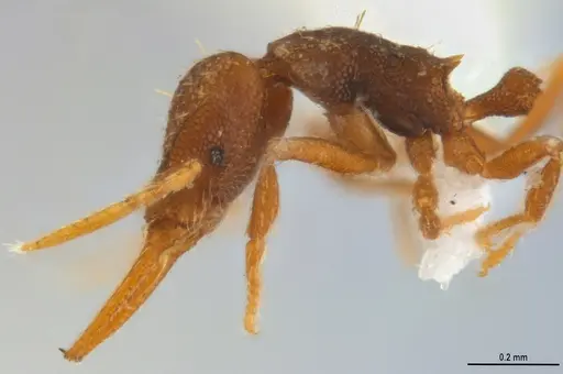 Strumigenys denticulata - ANTWEB1053280