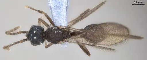 Strumigenys denticulata - ANTWEB1053517