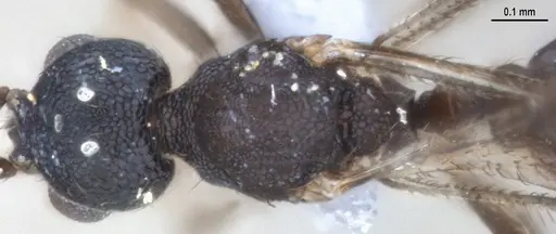 Strumigenys denticulata - ANTWEB1053517