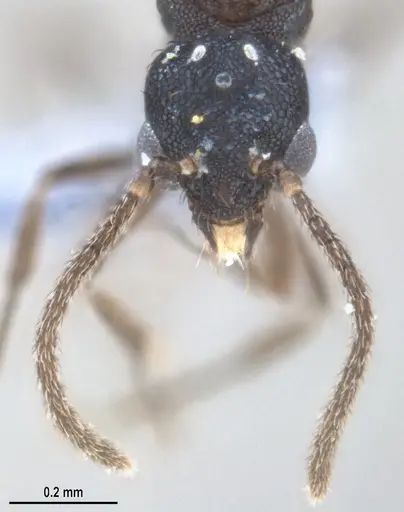 Strumigenys denticulata - ANTWEB1053517