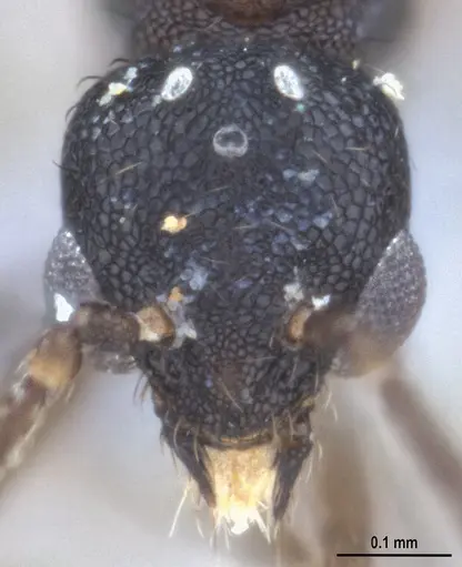 Strumigenys denticulata - ANTWEB1053517