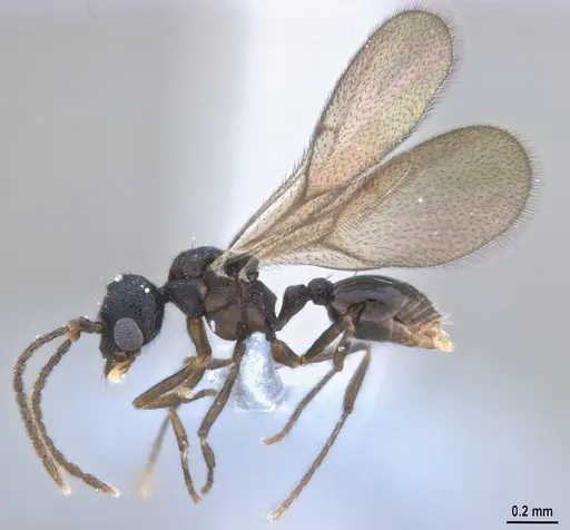 Strumigenys denticulata - ANTWEB1053517