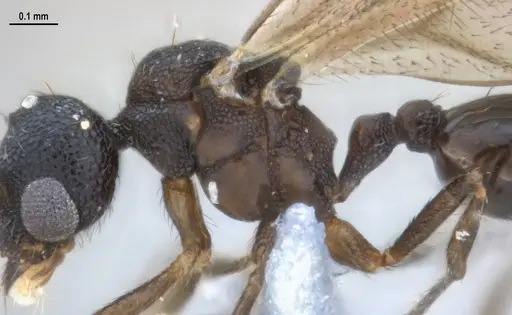 Strumigenys denticulata - ANTWEB1053517