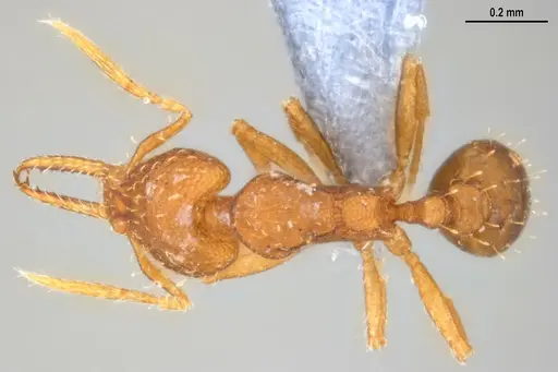 Strumigenys denticulata - ANTWEB1053518