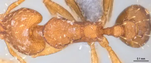 Strumigenys denticulata - ANTWEB1053518