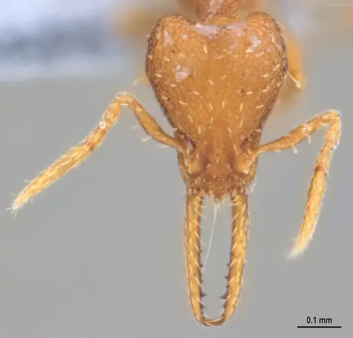 Strumigenys denticulata - ANTWEB1053518