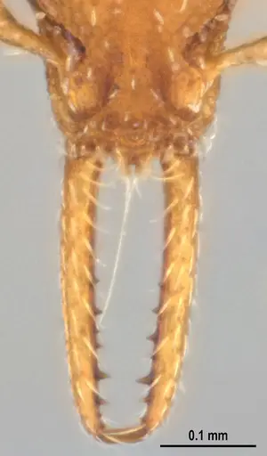 Strumigenys denticulata - ANTWEB1053518