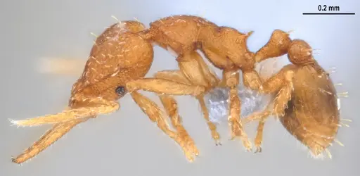 Strumigenys denticulata - ANTWEB1053518