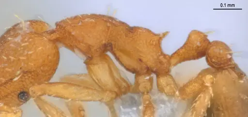 Strumigenys denticulata - ANTWEB1053518