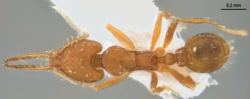 Strumigenys denticulata - ANTWEB1053519