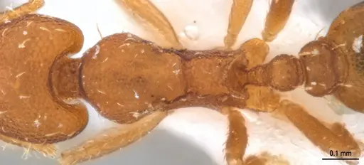 Strumigenys denticulata - ANTWEB1053519