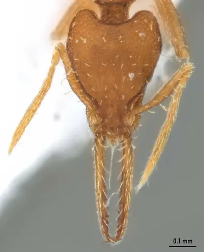 Strumigenys denticulata - ANTWEB1053519