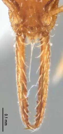 Strumigenys denticulata - ANTWEB1053519