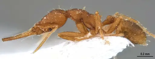 Strumigenys denticulata - ANTWEB1053519