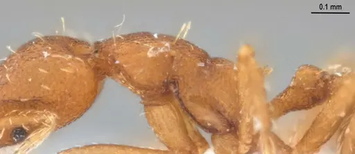 Strumigenys denticulata - ANTWEB1053519