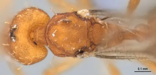 Strumigenys denticulata - ANTWEB1053915