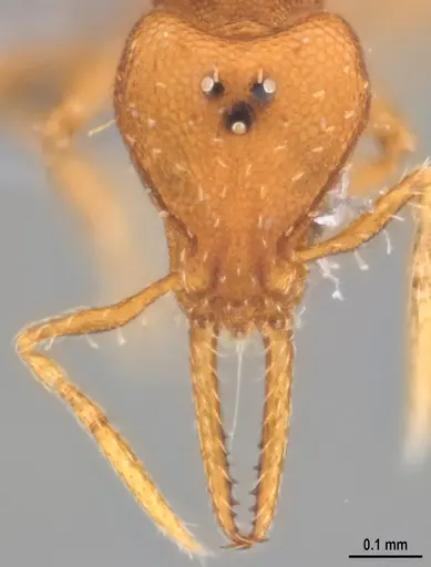 Strumigenys denticulata - ANTWEB1053915