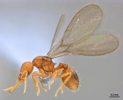 Strumigenys denticulata - ANTWEB1053915