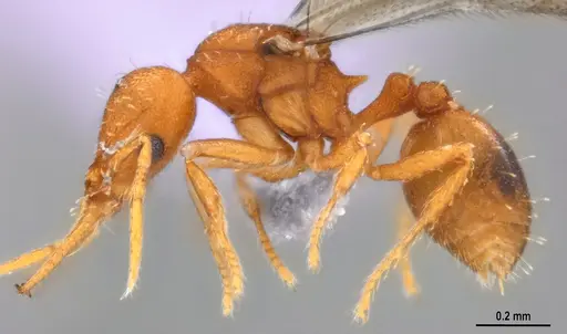 Strumigenys denticulata - ANTWEB1053915